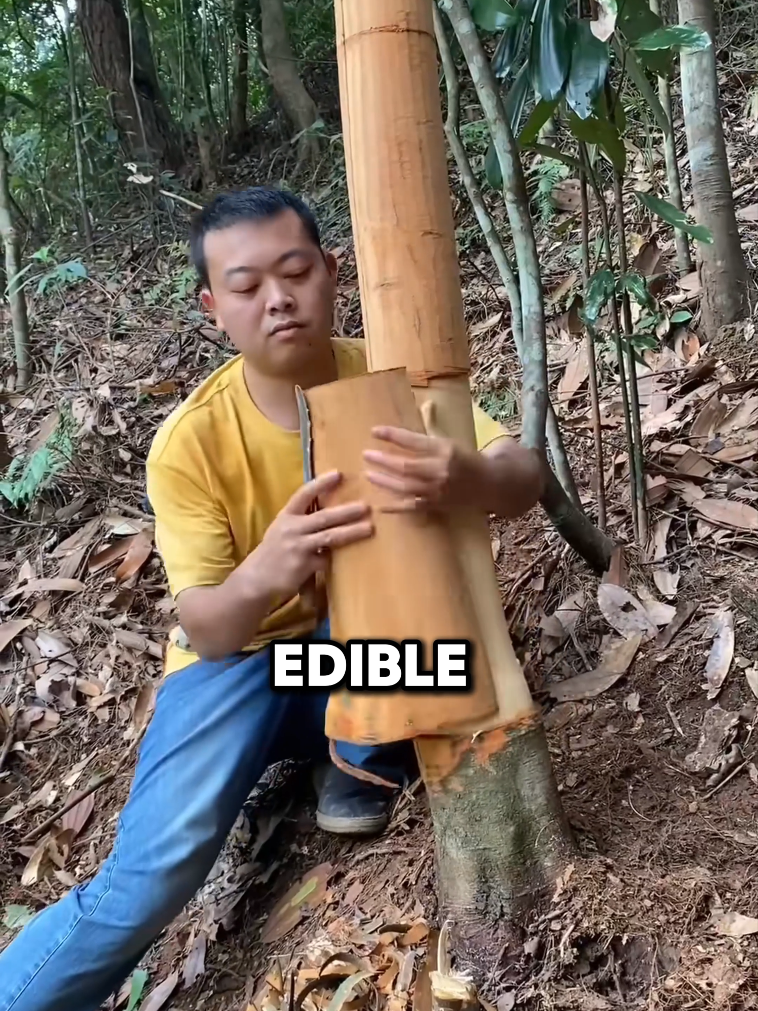 You’ve Been Tasting This Tree Without Knowing It 😳(Credit: chinaframer)