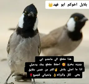 #بلابل_تمر #بلابل_العراقيه #بلبل_عراقي_ابيض_الخدين #بلبل_عراقي_بلبل_خورما #بلابل_ابيض_الخدين🕊️🕊️ #بلابل_ابو_فهد_🦜 #الشعب_الصيني_ماله_حل😂😂 #اكسبلورexplore 