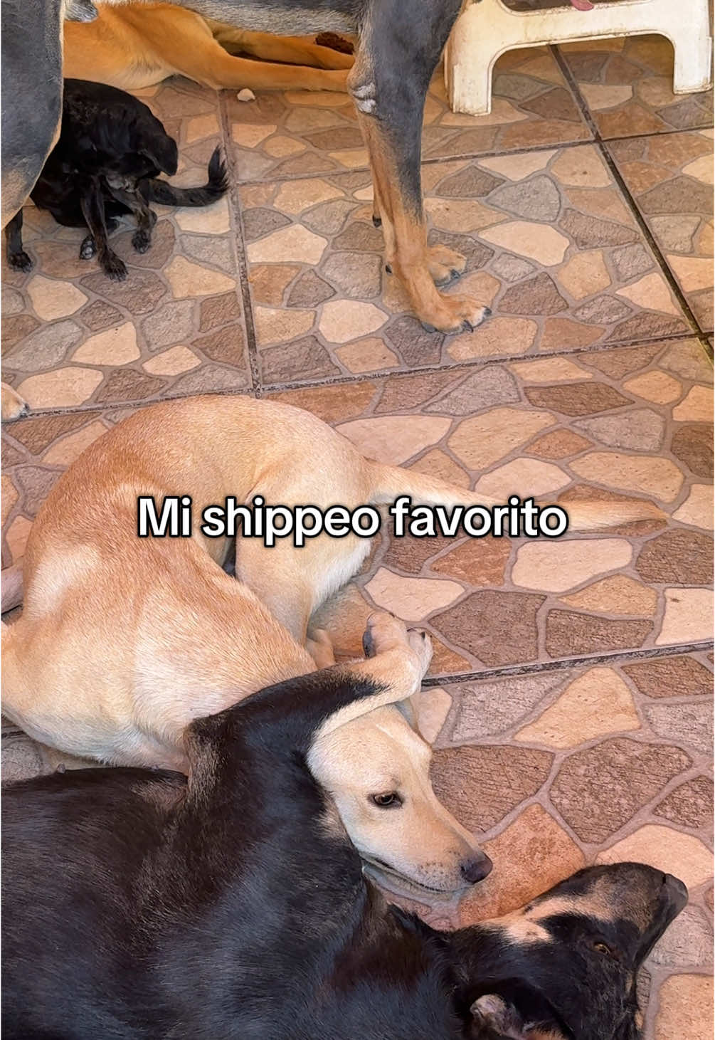 Gus y Amanda son almas gemelas 