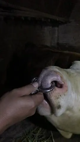 Keluh praktis tanpa melukai hewan peliharaan anda ready di toko moca jaya atau bisa klik dikeranjang kuning#peternakmuda #sobatngaritnusantara #sapisehat #sapigununglawu #peternakmudaindonesia 