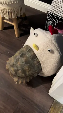 It’s grosser from the chicken-cat-bed’s point of view… #sulcatasoftiktok #sulcatatortoise #sulcatalover 