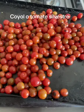 #tomatesilvestre #coyol #jalpan #salsa #comidamexicana #comidatipica lo más delow del mundo