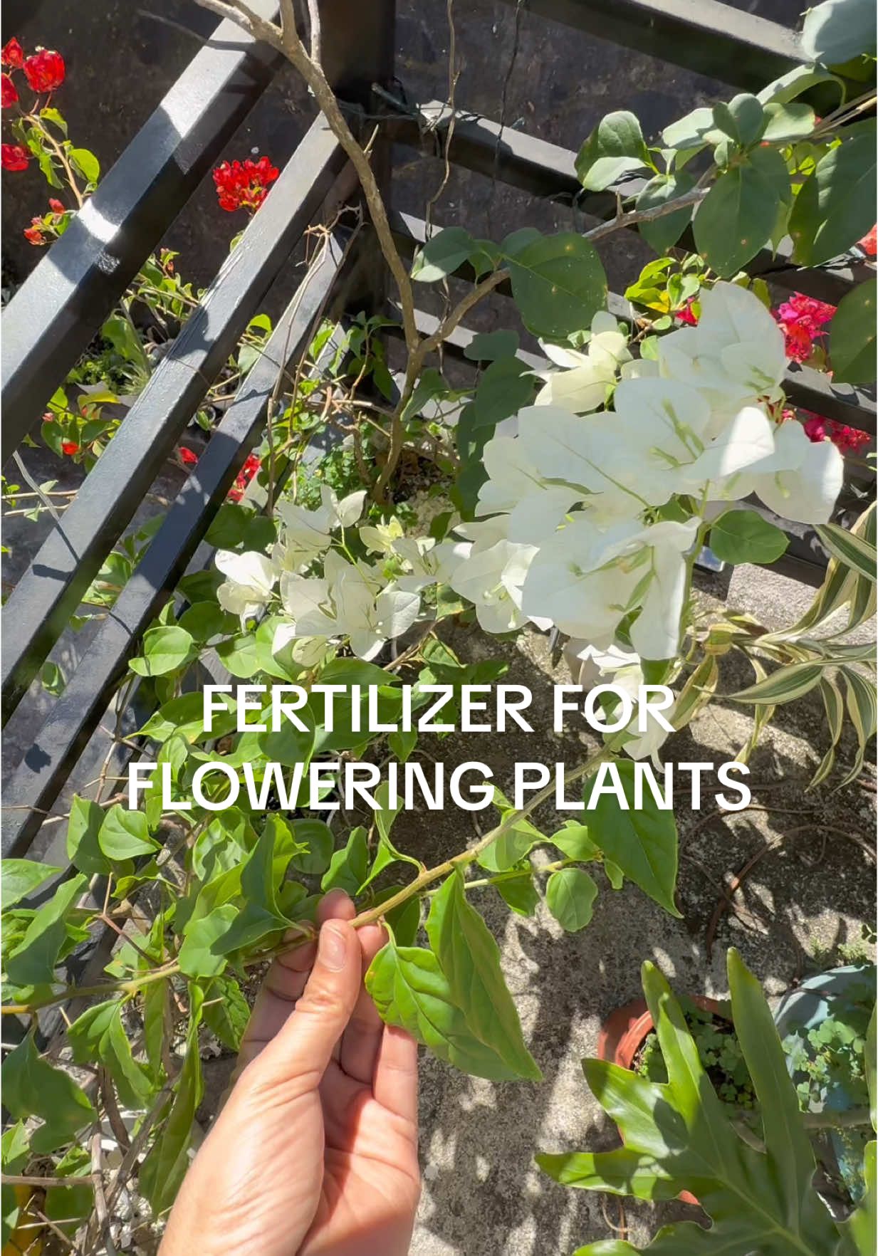 FLOWERING PLANT TIPS! #bougainvillea #fertilizerapplication #floweringplants #creatorsearchinsights 