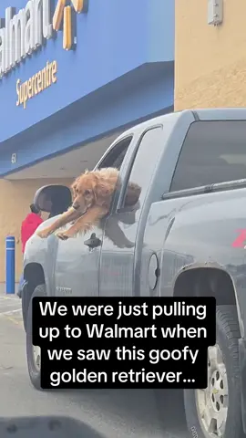Bro is having the time of his life 🐶🤣 #RoadTo18Million #Pubity  (samaramurphy1 via Viralhog)