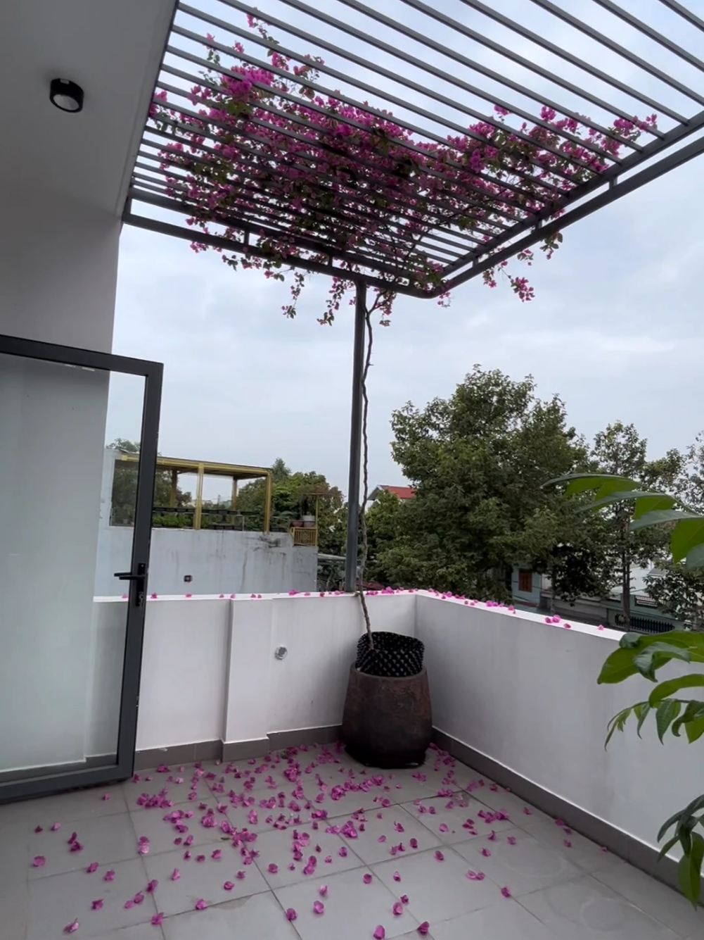 Hoa giấy bung hoa thì đẹp, nhưng quét thì đau lưng kk #sanvuon #hoagiay #trongcaytainha #tronghoagiay #mehoagiay 