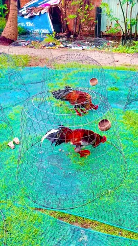 🐓🐓Lộc sáng ✅🌾Đưa 2 em về nhà mới ☺️👉Cảm ơn Ae yêu mến ủng hộ. #xuhuongtiktok #dammegachoi #đammegada🐓🐔 #gadasoctrang83 
