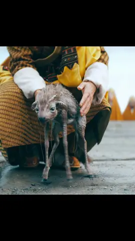 The mythical beast Kirin triggers a war in the magical world. #fyp #fypシ #movie #film #foryou #viraltiktok #viralvideo #tiktok #filmcommentary #movieexplained #tvshowrecap #underrated #mustwatch #ScienceFiction #Sci - FiMovies #Cyberpunk #EpicSciFi