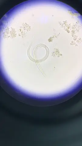 chị thích z đó e hỏng chịu thì thoi :))))  #xuhuong #fyp #hocycogivui👩🏻‍⚕️💙 