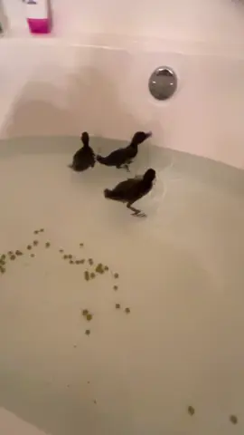 Whittle babes first time in the water 🥹 #badmomsoftiktok😜🖤🔥☠️💋❤️ #badmomsoftiktok💋 #damnitsavanna #ducktok #ducklings #wereback 