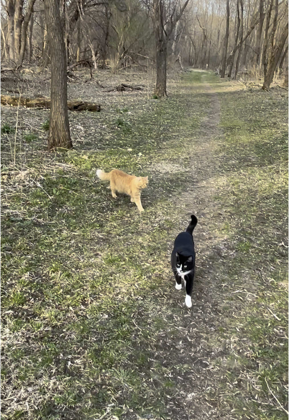 Bean the Brave 🥹💪 #catsoftiktok #tuxedocat #brave #wisconsin 