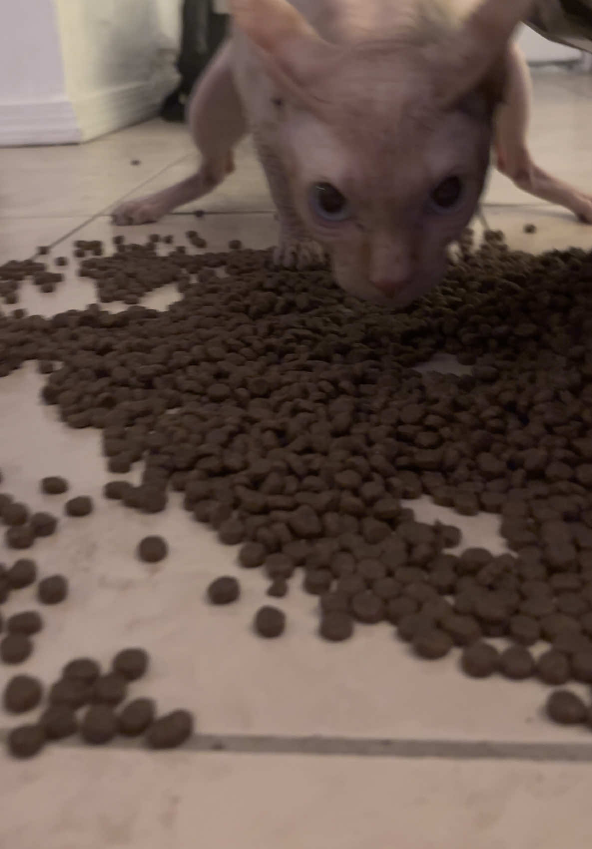 Sickening     #catsoftiktok #sphynxcat #funny #foryou 