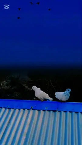 #trending #creatorsearchinsights #Love #viralvideo #birds 