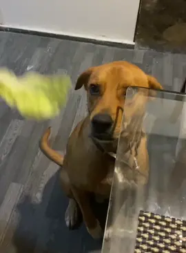 Dogs don’t like to eat vegetables #dog #funnydog #dogs #funnyvideos #fyp 