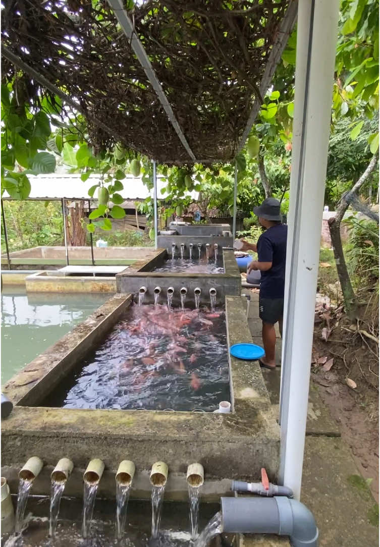Kunci air kolam selalu bagus, nafsu makan ikan sangat lahap dan cepat besar, serta ikan selalu sehat sampai masa panen. @BlueCore Aquatic @bluecore.id  #bluecore #aquacure #maxoil #probiomax #budidayaikan #budidayaikannila 