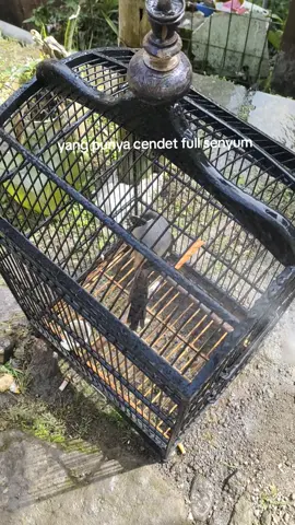 #cendet #vitaminburung 