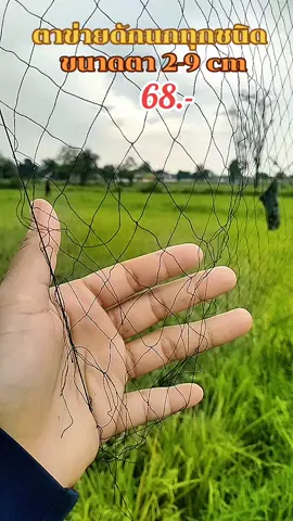 #ตาข่ายดักนกตราเรือใบ #ตาข่ายดักนกทุกชนิด 