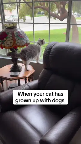 She saw another cat and instantly started barking LOL #funnycat #fyp #catsoftiktok 
