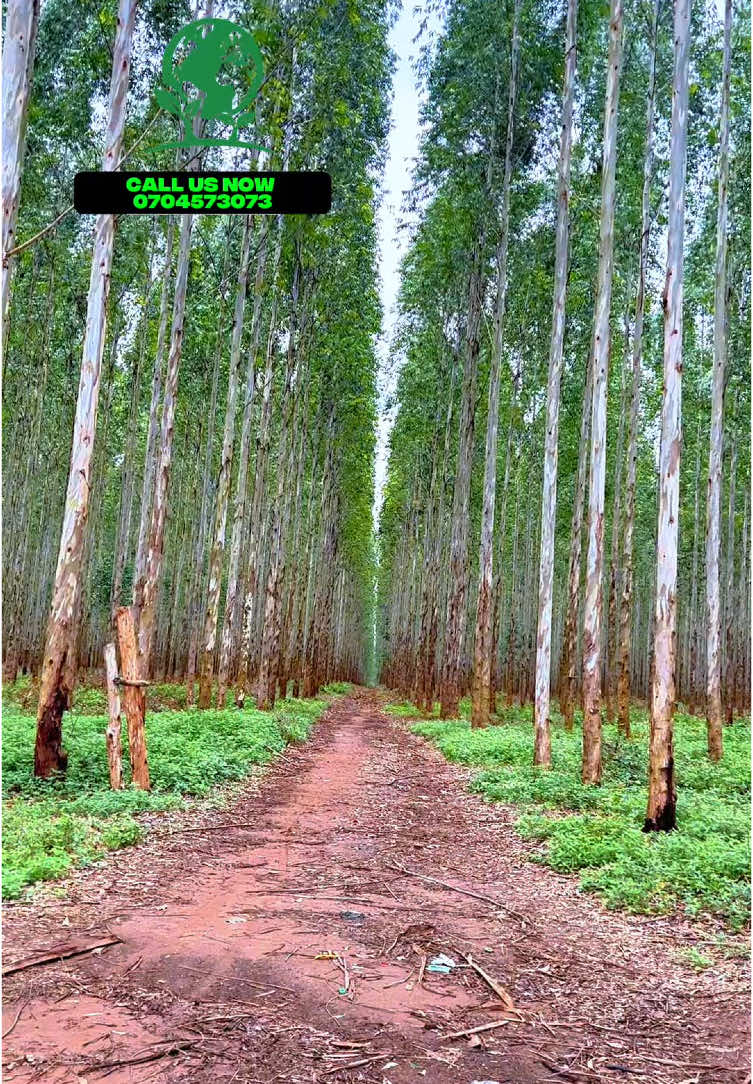 Importance of making roads in your eucalyptus tree gardens. #kisaanaforestryenterprise 