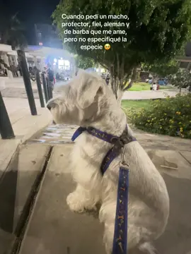 Ni modo 🤷🏻‍♀️ #schnauzer #doglover #fyp 