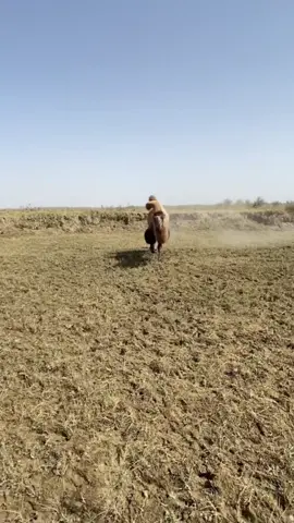 #eat #camels #camelseat #cute #pet 