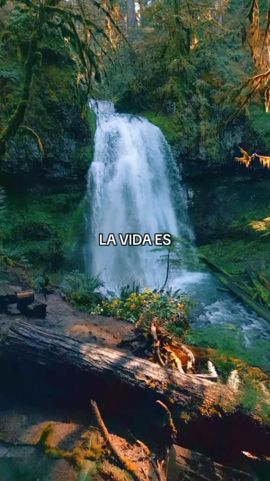 La vida en todos sus momentos  #vida #vidaesbella #fras #frasesyreflexiones #videosdereflexion #frases_aesthetic #goodmorning #mensajes #frasess #frases_de_todo 