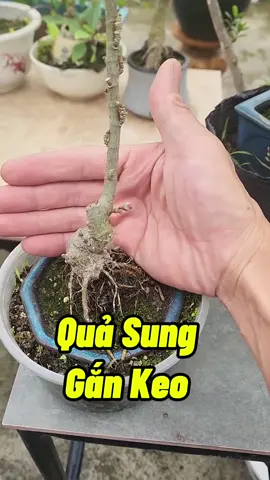 Quả Sung Gắn Keo #caysung #sungmini ##caysungmini #trongcay #lamvuon #chamsoccaytrong 