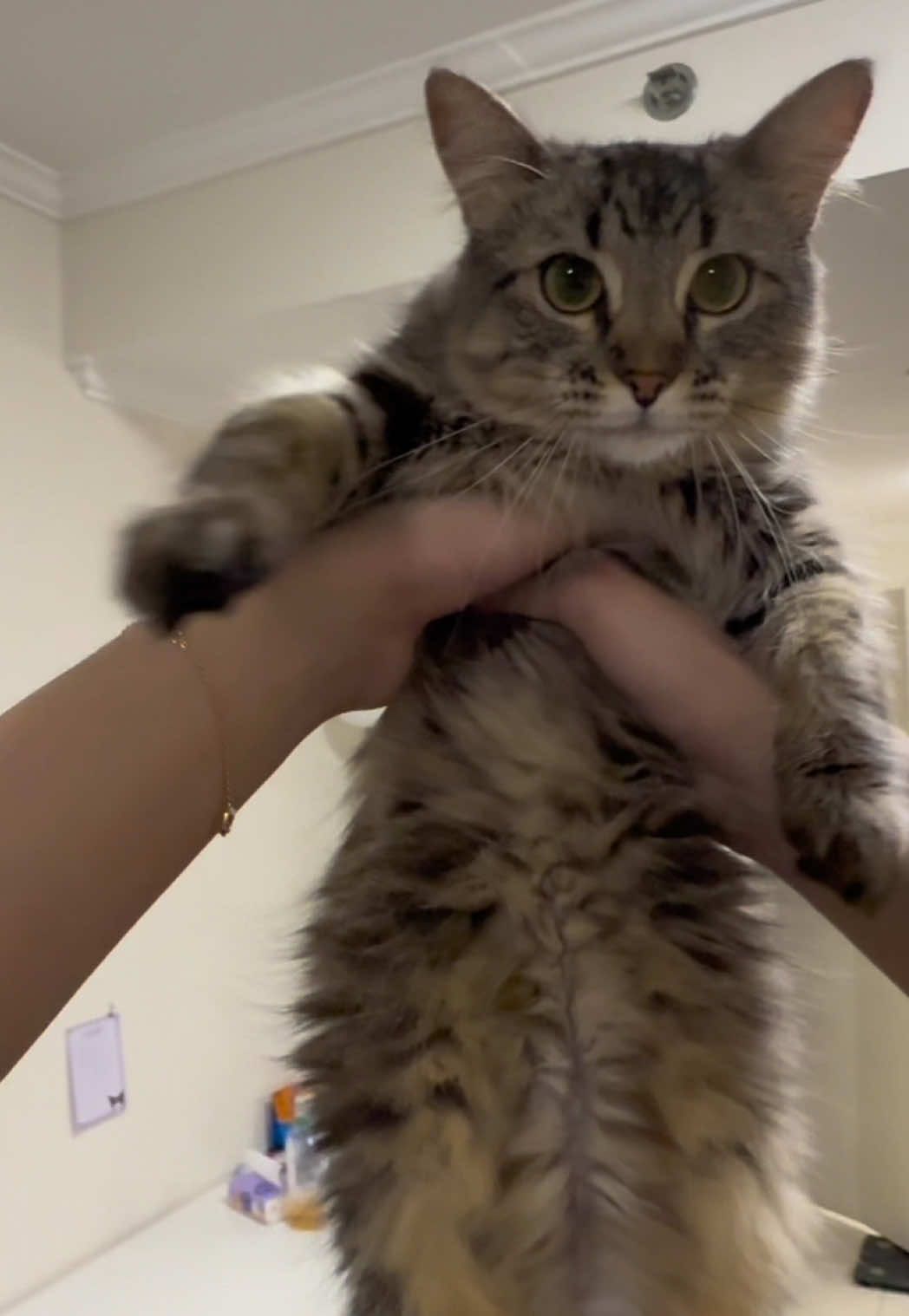 Mickey is cute #catsoftiktok 