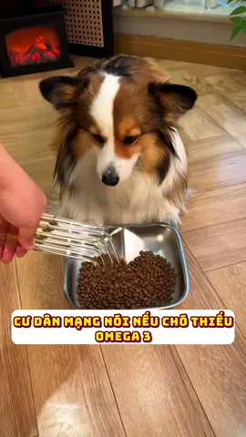 Cư dân mạng đã đồn thì chỉ có chuẩn. Sắp xếp mua dầu cá đi #thucung #viral 
