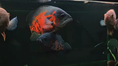 ukuran ikan oscar terbesar berapa cm ya guys? #palmasendlicheri #redtailcatfish #rtc #tankpredator #ikanpredatorindonesia #ikanoscartiger #ikanoscaralbino #ikanoscar 