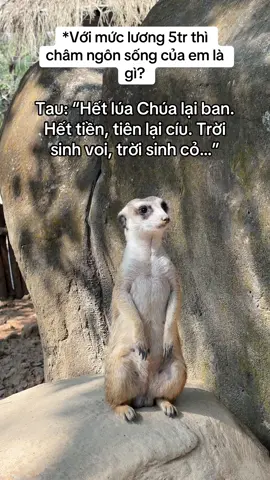 Sống trong ánh hào quang… #GreenCreator #Vinpearl #vinpearlgolf #VinWonders  #WonderSummer #TuhaoVietNam #vcreator #vinpearlsafariphuquoc  #animals #yeudongvat #timon 