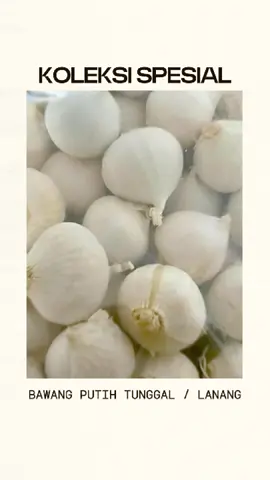 BAWANG PUTIH LANANG / TUNGGAL. #tiktok #tiktokreels #tiktokvideo #videotiktok #tiktokshop #bawangputihtunggal #bawangputihlanang 