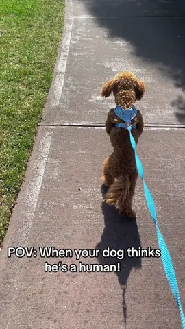 #toypoodle#walkies#fyp 