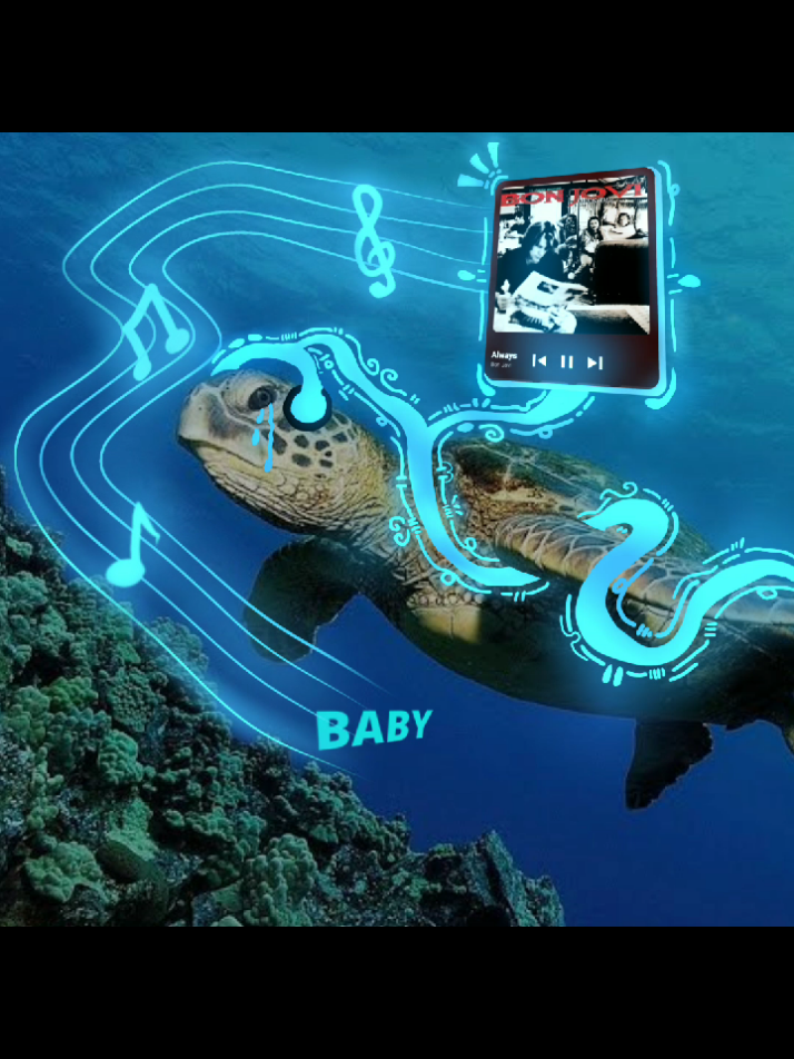 penyu yang malang #always #music #bonjovi #meme