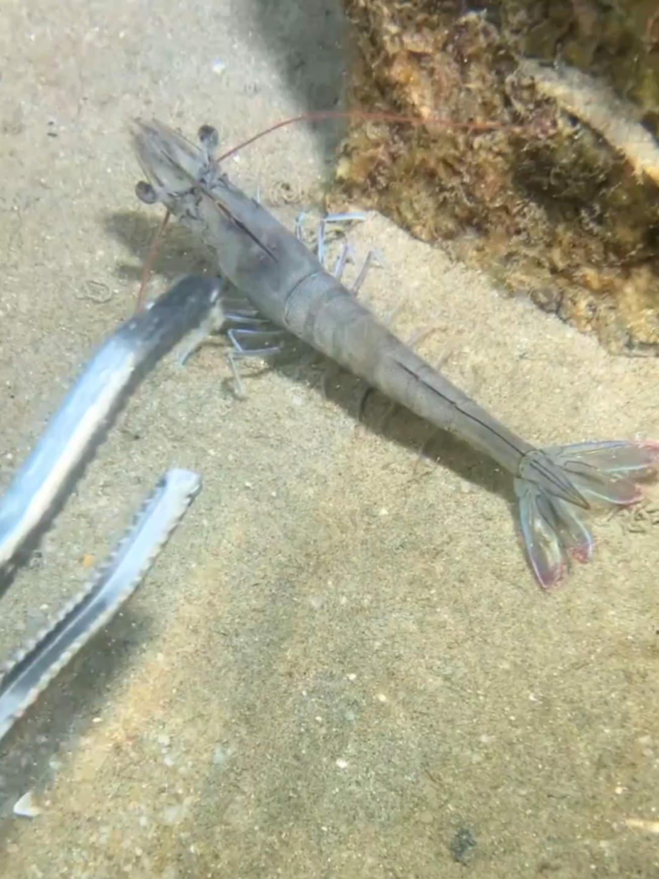 #diving #crab #catchthesea #seaside #seafood #fish #eel #lobster #seangsolofishing