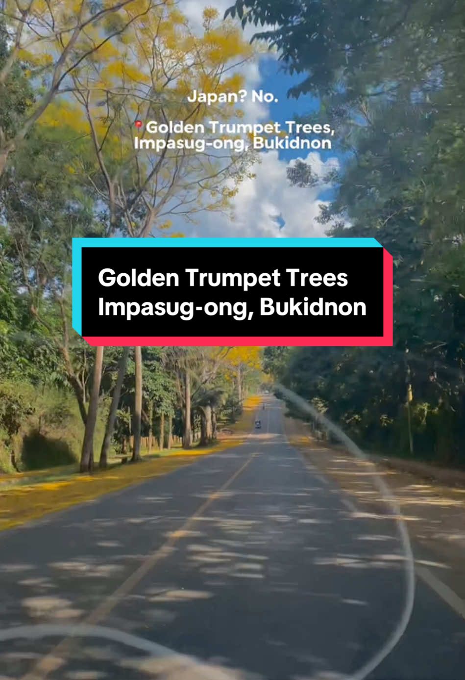 Cruising through Impasug-ong, Bukidnon during the golden trumpet bloom feels like a detour to Japan’s cherry blossom lanes—only this time, it’s golden sunshine in full bloom. 🌸✨ Best time to catch this breathtaking view? Late February to April, when the trees are in full bloom along the highway.   ##GoldenTrumpetTrees##Impasugong##BukidnonBlooms##Bukidnon##davaocontentcreator