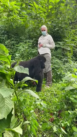 Close to encounter with the mountain gorillas in the national habitant in Uganda For booking or inquiries  Email: info@kisembosimbauganda.com What’s app: +256773286136 www.kisembosimbauganda.com #askmeaboutuganda #visituganda #creatingmemories #travelphotography #bwindiimpenetrableforest #gorilla #dianafossey. #mountaingorillas
