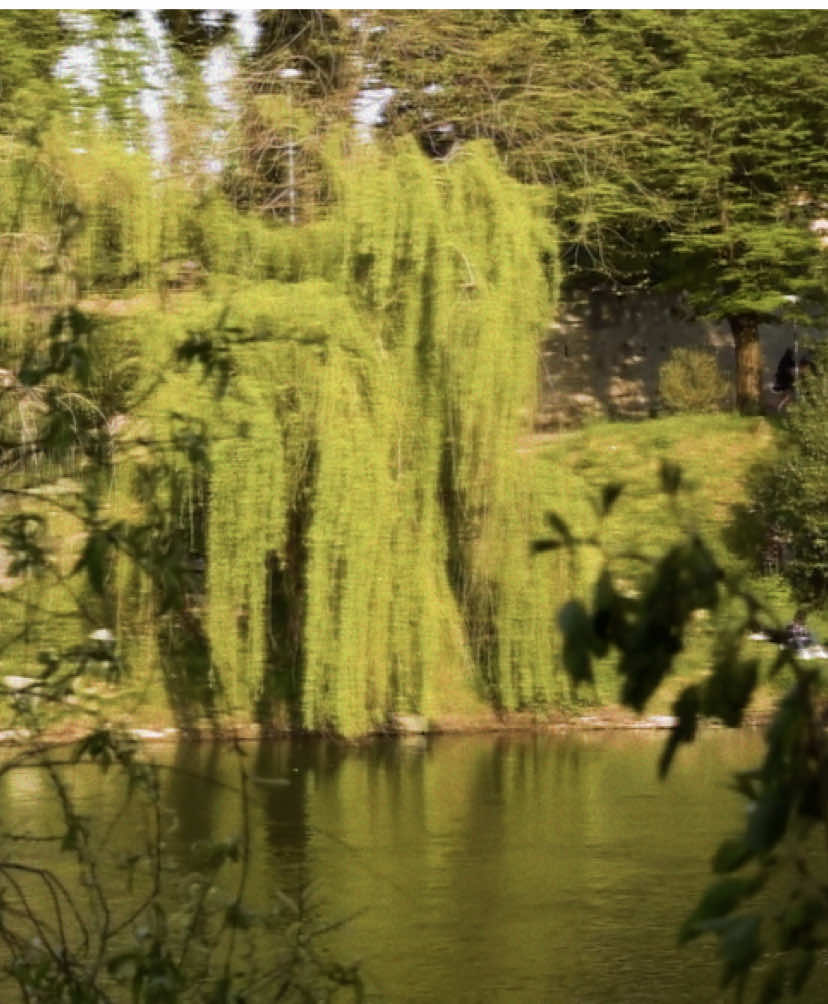 il cielo in una stanza - Gino Paoli #perte #testocanzoni #lyrics_songs #lyricsedit #ilcieloinunastanza #ginopaoli #amore #canzoniitaliane #cinematic #musicaitaliana #tiamo 