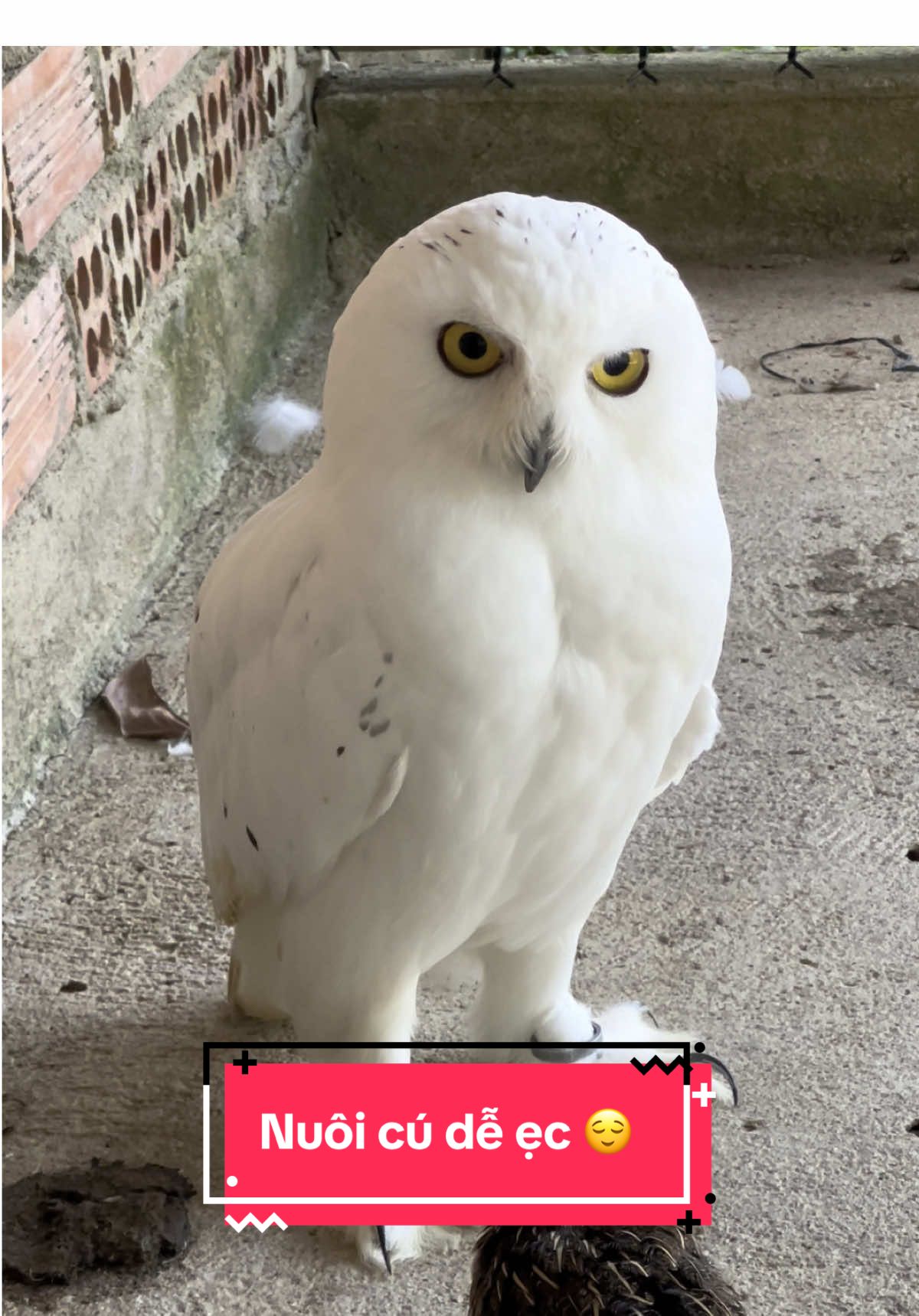 Trình độ ai eo gần 10 chấm mà giao tiếp với con cú nước ngoài ko đc. Chán thiệt chứ #pet #exoticpets #falconry #chimsanmoi #owl #snowowl #giaitri 