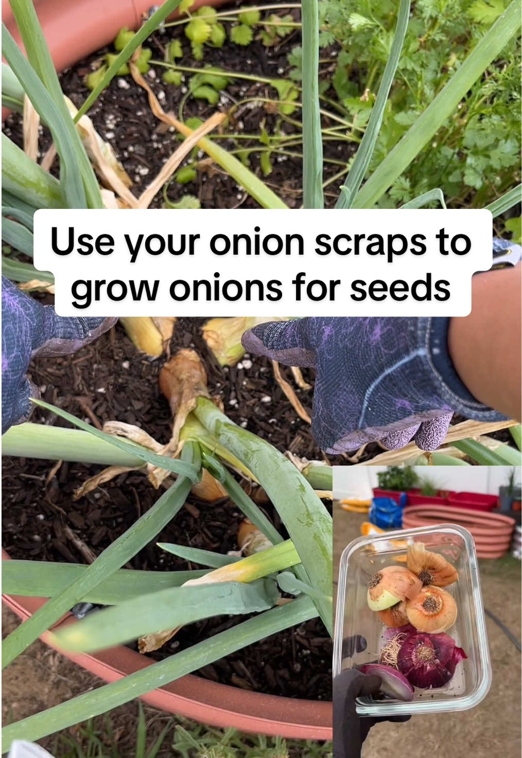 Growing onions from an onion. This was a kitchen onion scrap I planted back in Dec. No I don’t want to to replant them again because I have about 30 more growing. I also have 10 that’s are flowering for more seeds. I have so many onion seeds and not enough room in my small space I have. #gardening #garden #gardentok #onion 