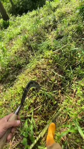 TNI tukang ngarit Indonesia angkatan suket buk 😅#arrr#ngarit#peternakmuda 