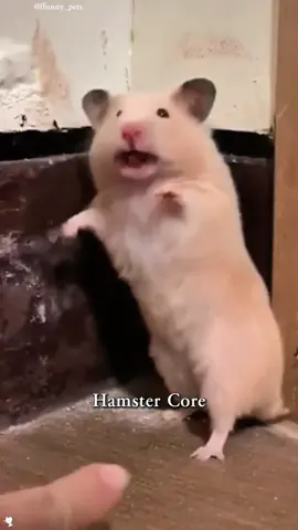 Hamster Core#hamster #hamsters #hamstersoftiktok #hamstercult #core #animals #cuteanimalsfy #foryou #foryoupage #funnytiktok #funnyanimals #kitty #funny #TikTokTrending #FeatureMe #NewTrend