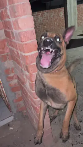 #بوتشر #مالينوا #استندر #المغرب🇲🇦 #الجزائر🇩🇿 #تونس🇹🇳 #لبنان🇱🇧 #فرنسا🇨🇵_بلجيكا🇧🇪_المانيا🇩🇪 #اشرس_كلاب_في_مصر #جيرمن_لونج_هير #🐺🐺 