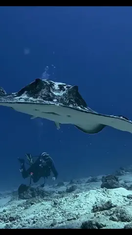 Drift through the blue, shadowed by a giant stingray. #UnderTheRay  #OceanMagic  #SwimWithGiants #MarineAdventure  #StingrayEncounter  #UnderwaterWonder  #SeaLifeVibes #OceanDreaming