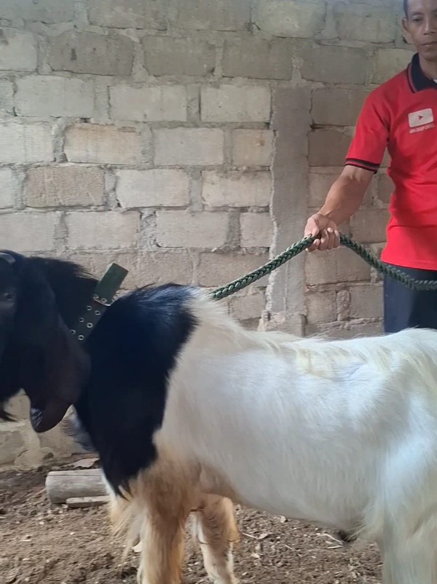 Tali kekang yang tidak bikin kambing setres , rekomendasi untuk pengikat kambing yang aman dan nyaman