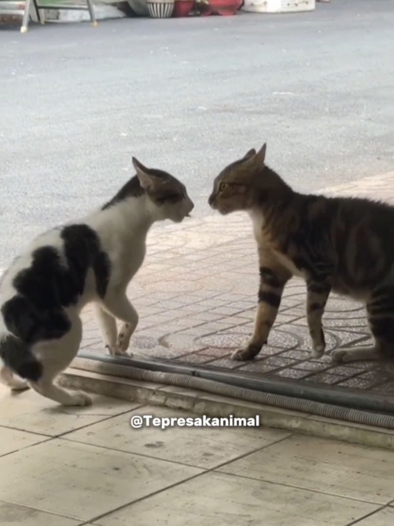 penonton udah nungguin kapan betombok nya malah kelamaan adu bacot 🤣