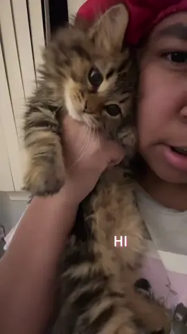 Cats have a great gift for language🥰❤️#cat#funny #cats #for #foryou #fyp #foryoupage #funnyvideo #cute #pet #animal #usa🇺🇸 #catlover #kitten 