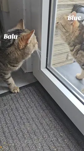 #catsoftiktok #siblingcheck 