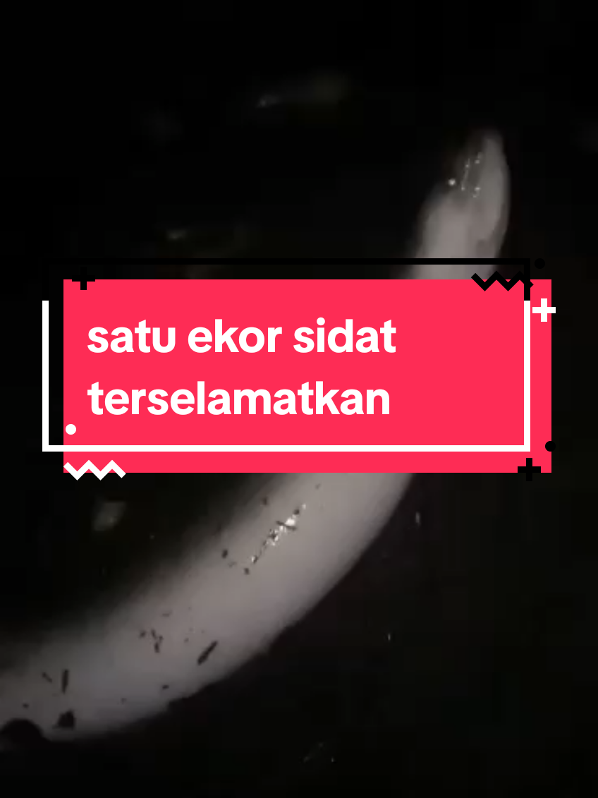 mancing sidat malam#mancingsidat 