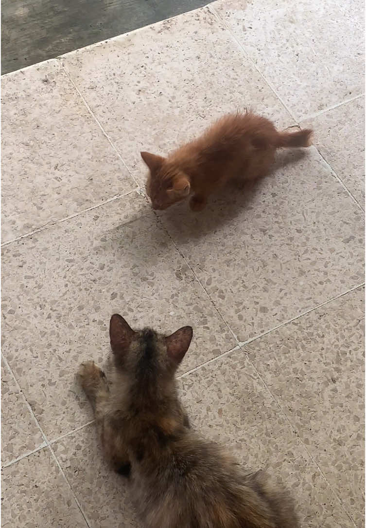 😭🥹😔🫶🏼  Ouh iya sebenarnya di pinggir tembok itu ada kok mangkok yang biasanya orang-orang ngasih makanan kucing, cuma mamanya nih nemu makanan lain selain mkanan kucing jd diksh ke anaknya gitu lo🙏🏻🥹 #kucingjalanan #kucingpintar #ibuhebat  