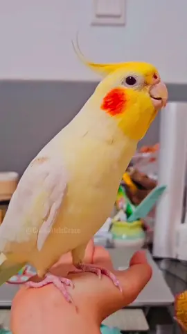 Adorable Doraemon theme song vibes 🥰🎶🦜 #cockatielscraze #birdsinging #creatorsearchinsights #cockatielsoftiktok #birds #cutepetstrending #fyp #birdsoftiktok #FeatheredFavorites #FeatheredCompanions 